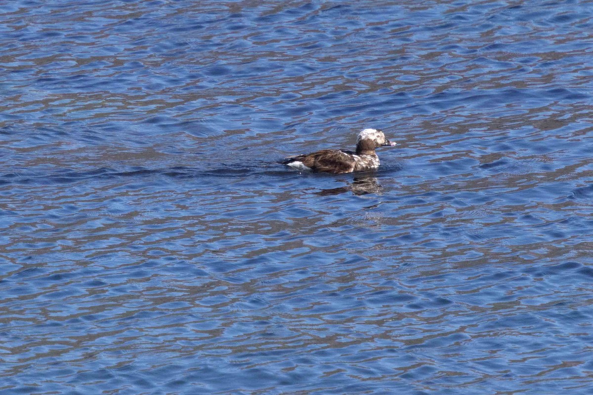 Long-tailed Duck - ML646630162