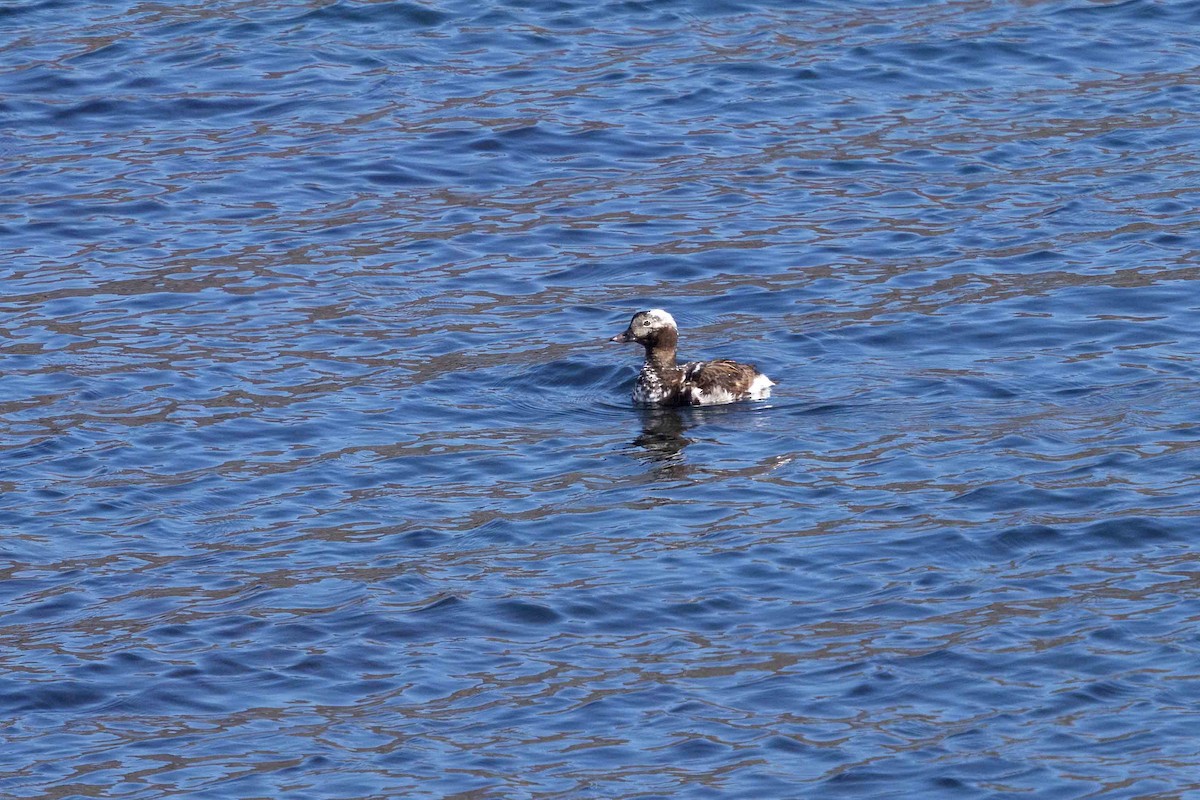 Long-tailed Duck - ML646630163