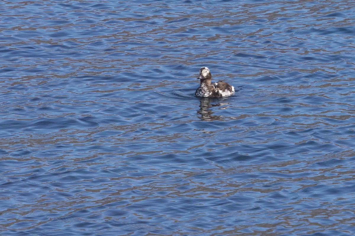 Long-tailed Duck - ML646630164