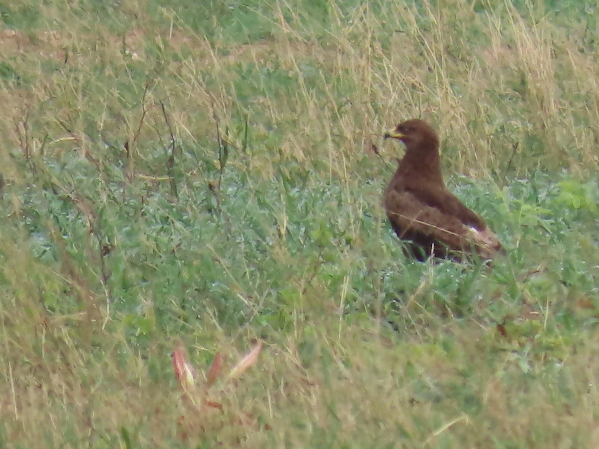 Lesser Spotted Eagle - ML646630167