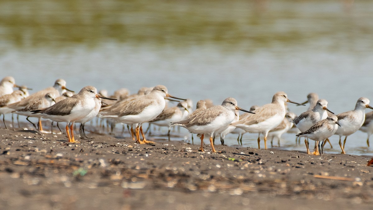 Terek Sandpiper - ML646630168