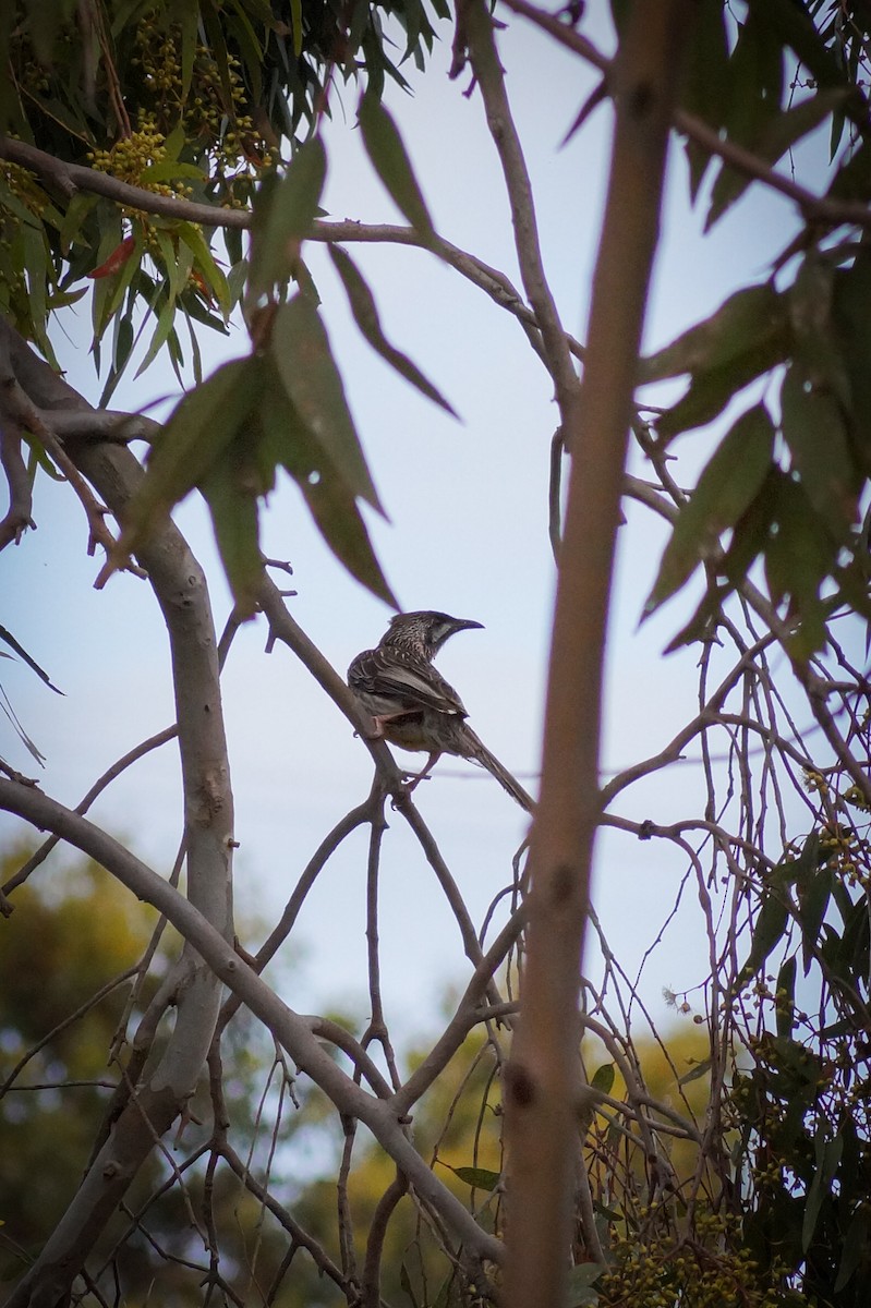 Red Wattlebird - ML646630170