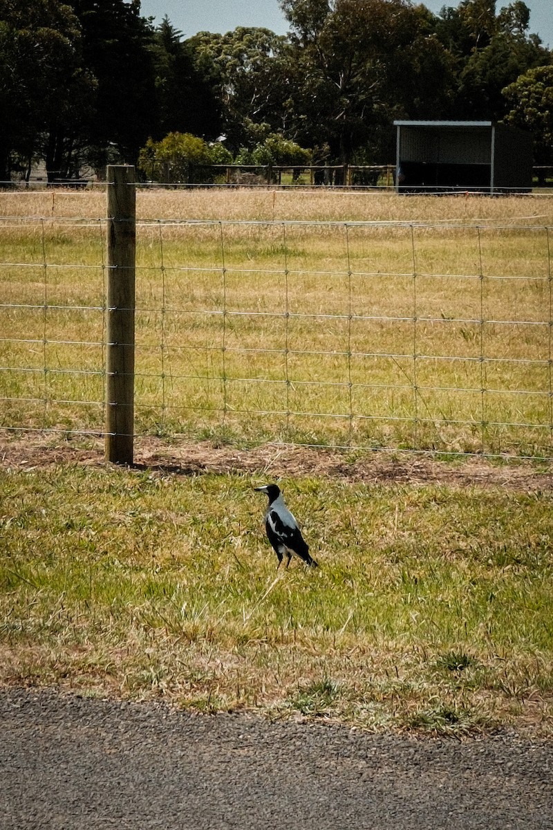 Australian Magpie - ML646630171