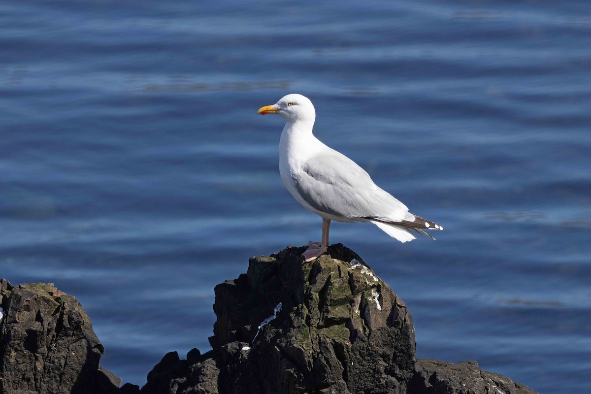 European Herring Gull - ML646630174