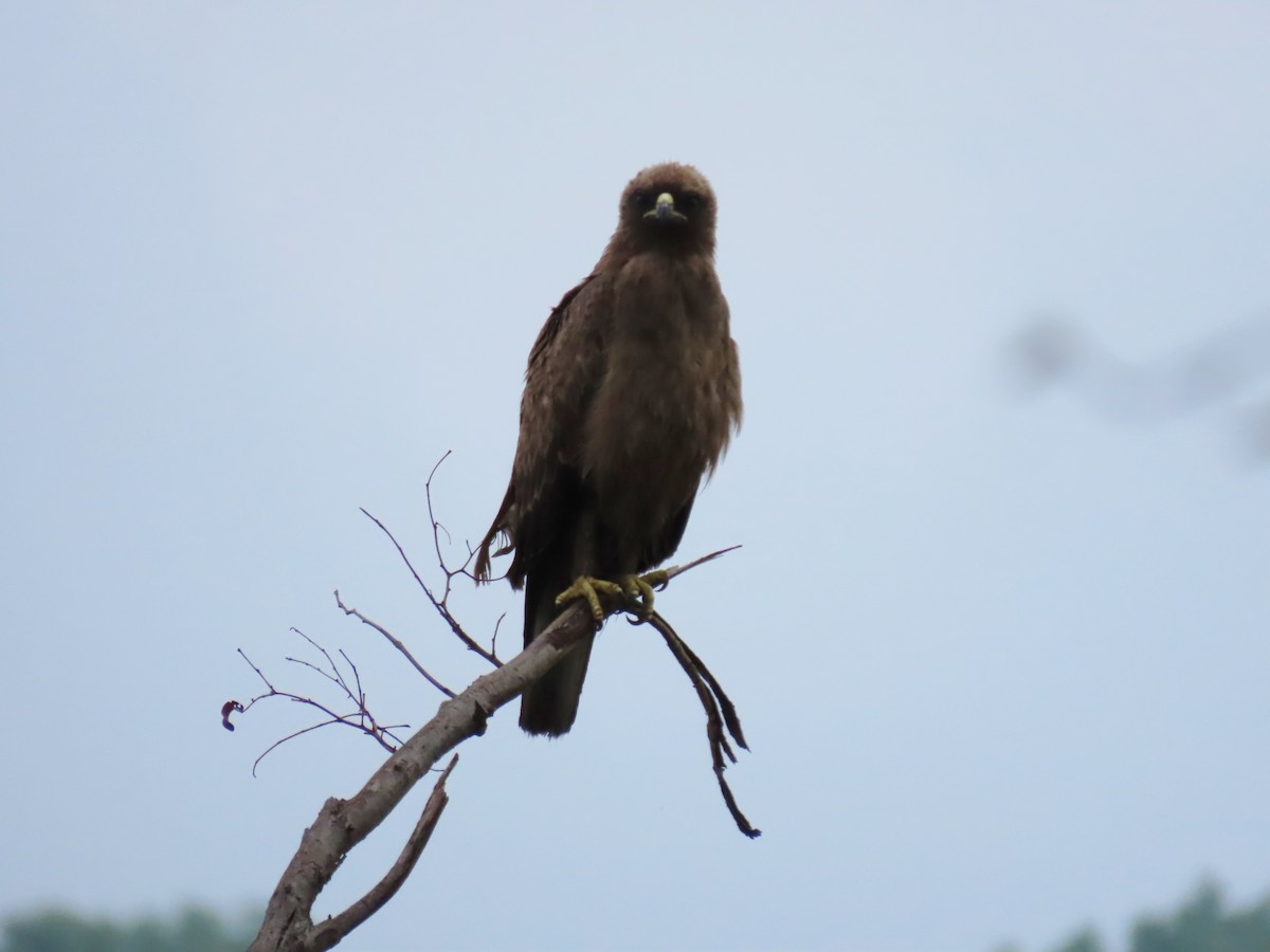 Wahlberg's Eagle - ML646630180