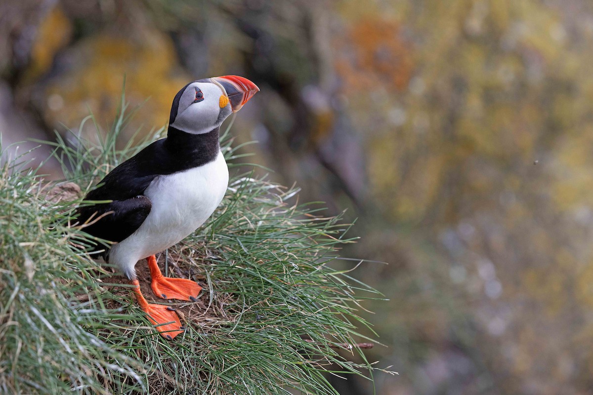 Atlantic Puffin - ML646630192