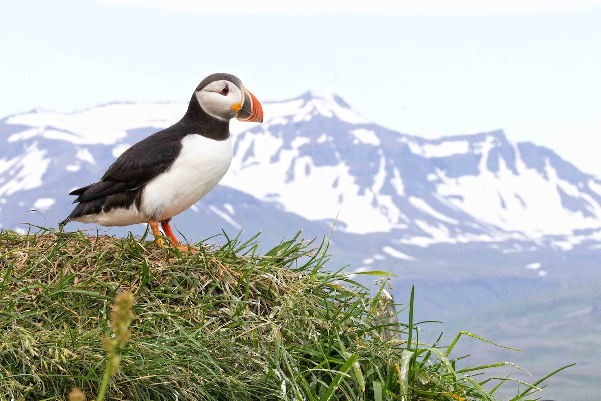 Atlantic Puffin - ML646630195