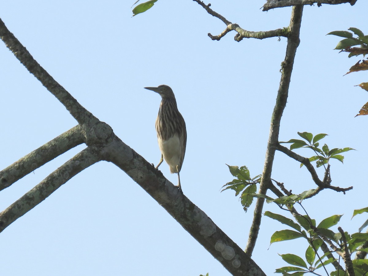 Indian Pond-Heron - ML646630204