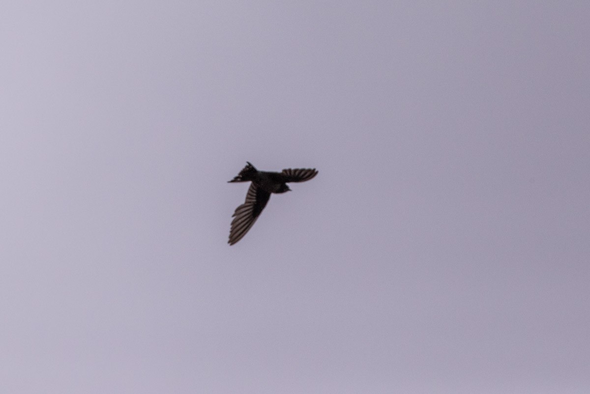 Rauchschwalbe - ML646630206