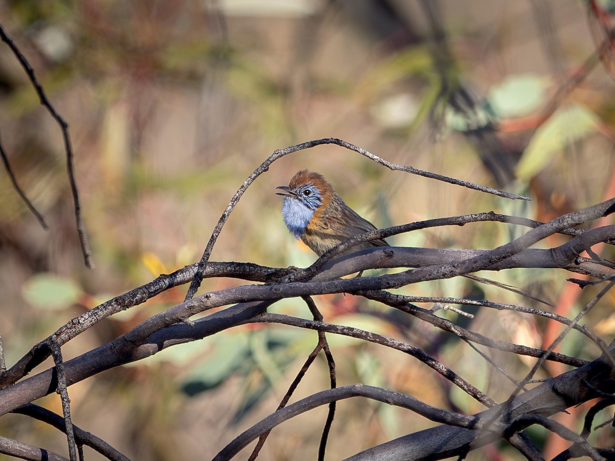 Маллийный эмухвост - ML646630208