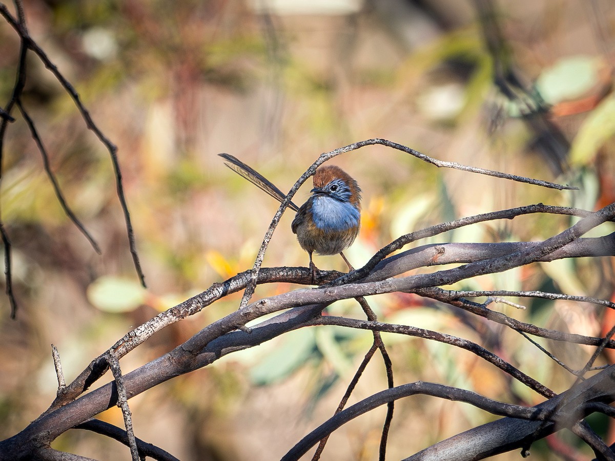 Маллийный эмухвост - ML646630209