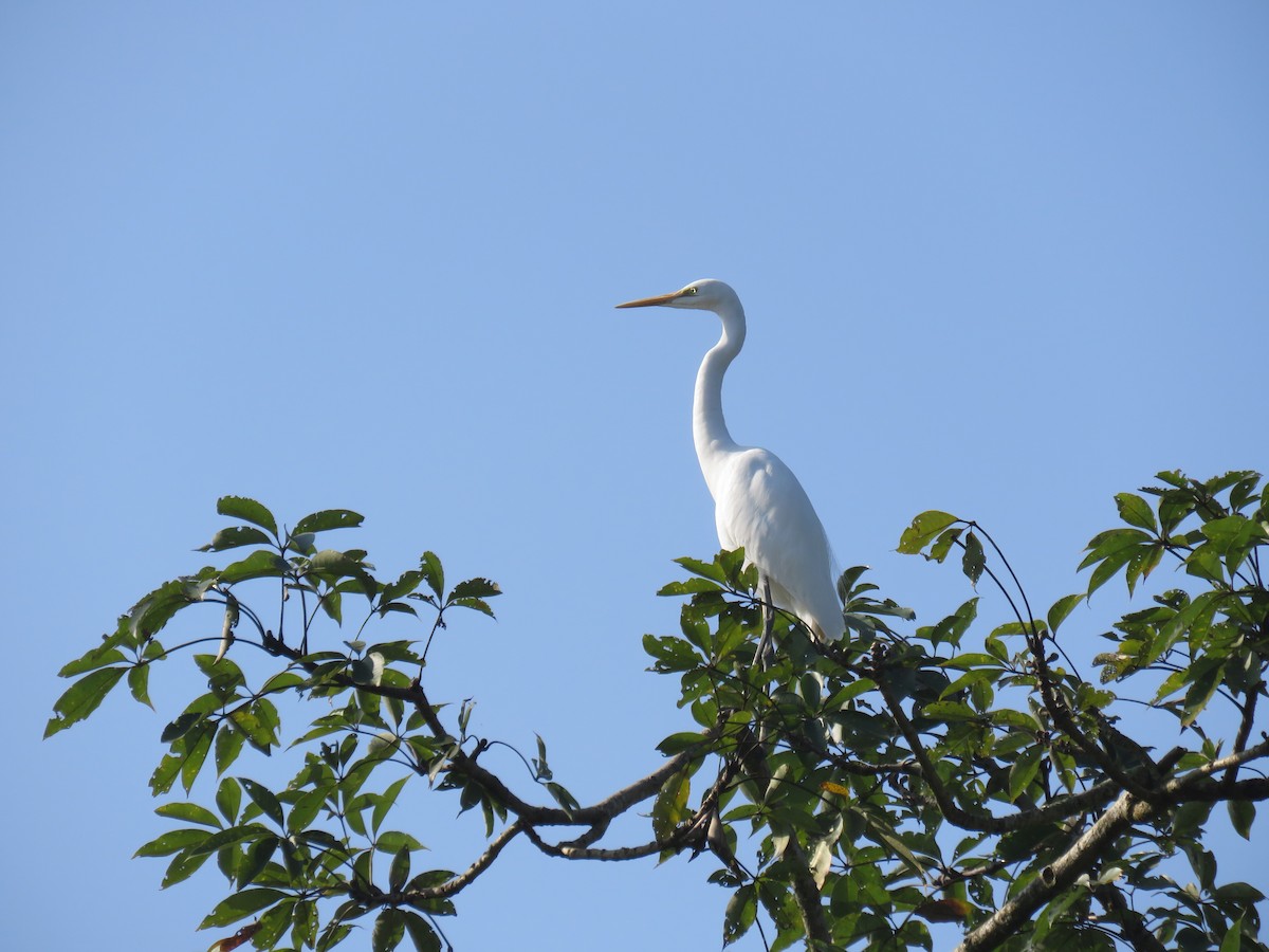 egretthegre - ML646630210