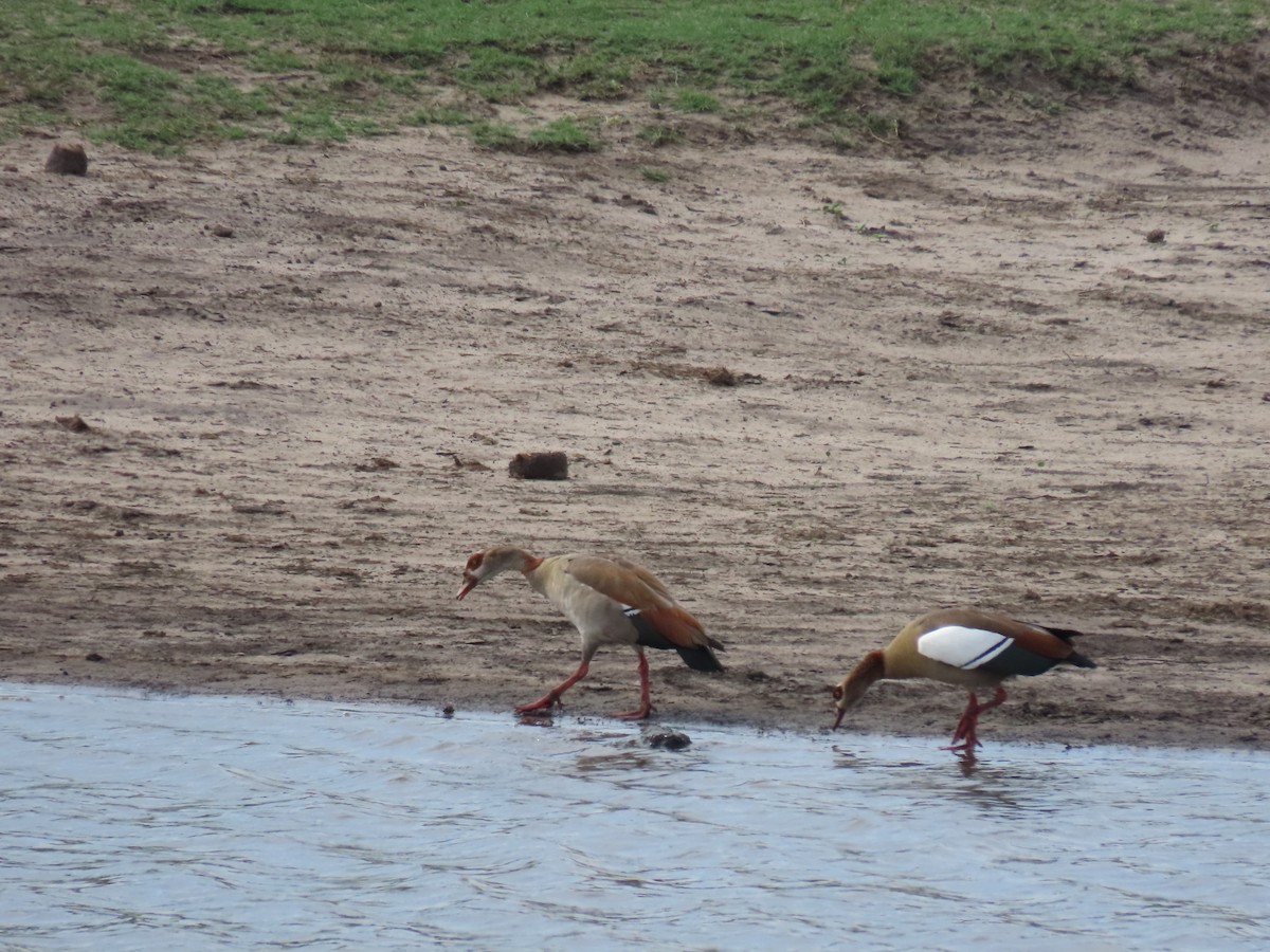 Egyptian Goose - ML646630211