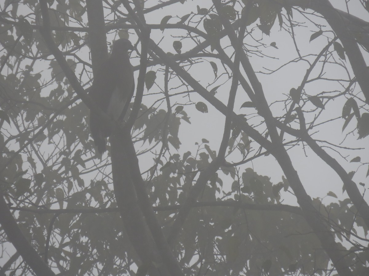 båndelveørn - ML646630212