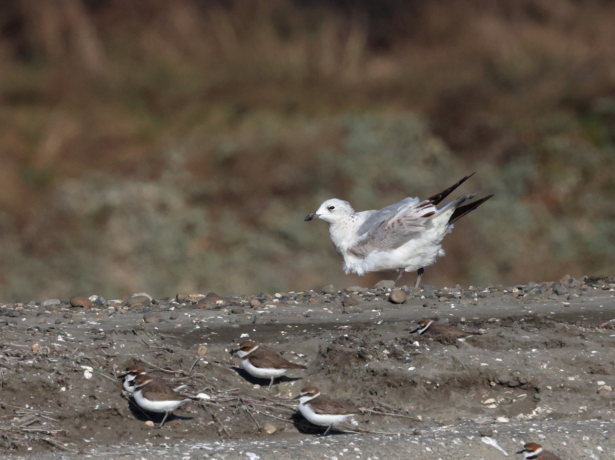 Реликт цахлай - ML646630213