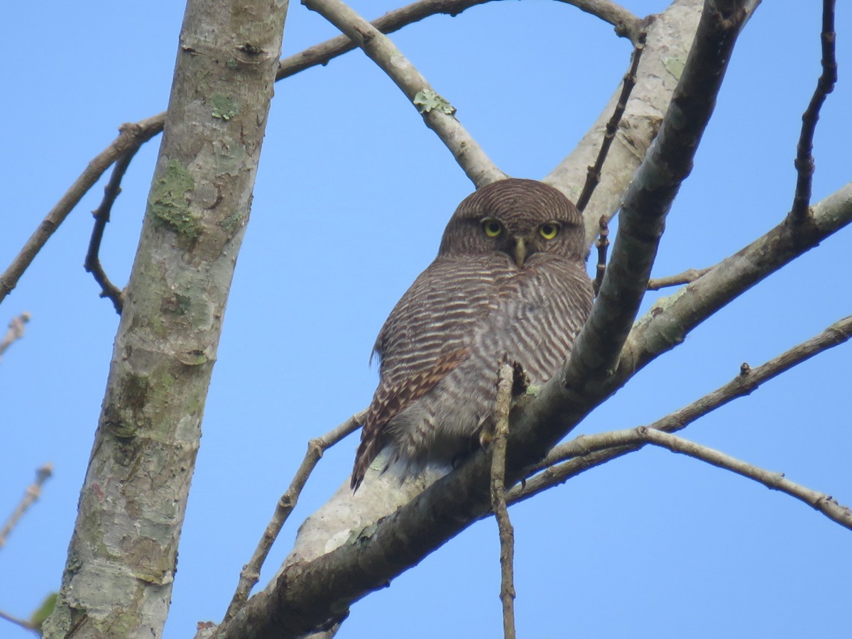 indiaugle - ML646630215