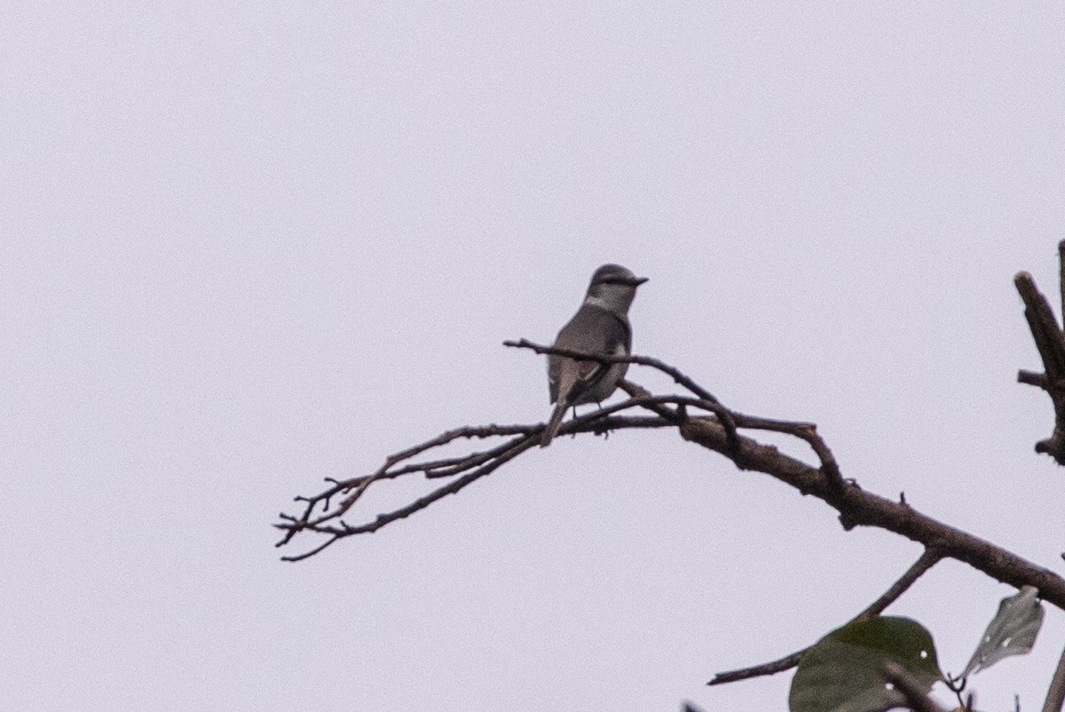 askemønjefugl - ML646630217