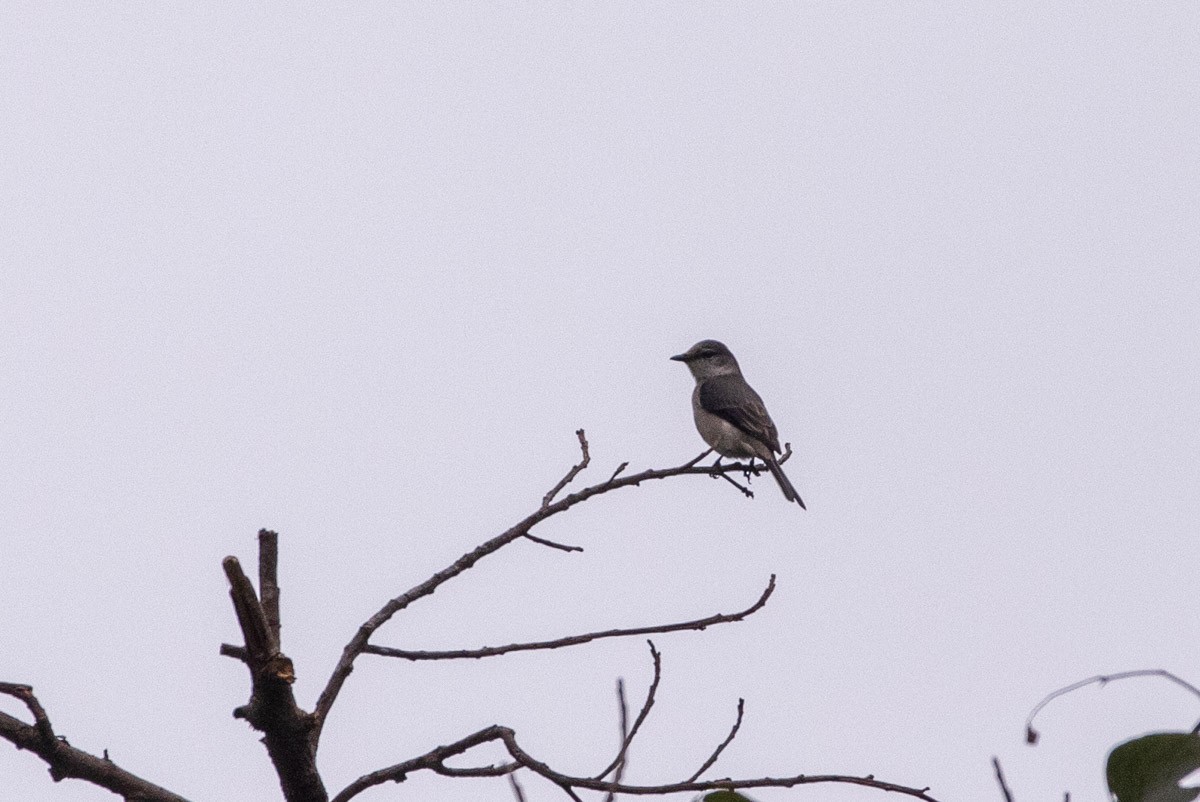 askemønjefugl - ML646630218