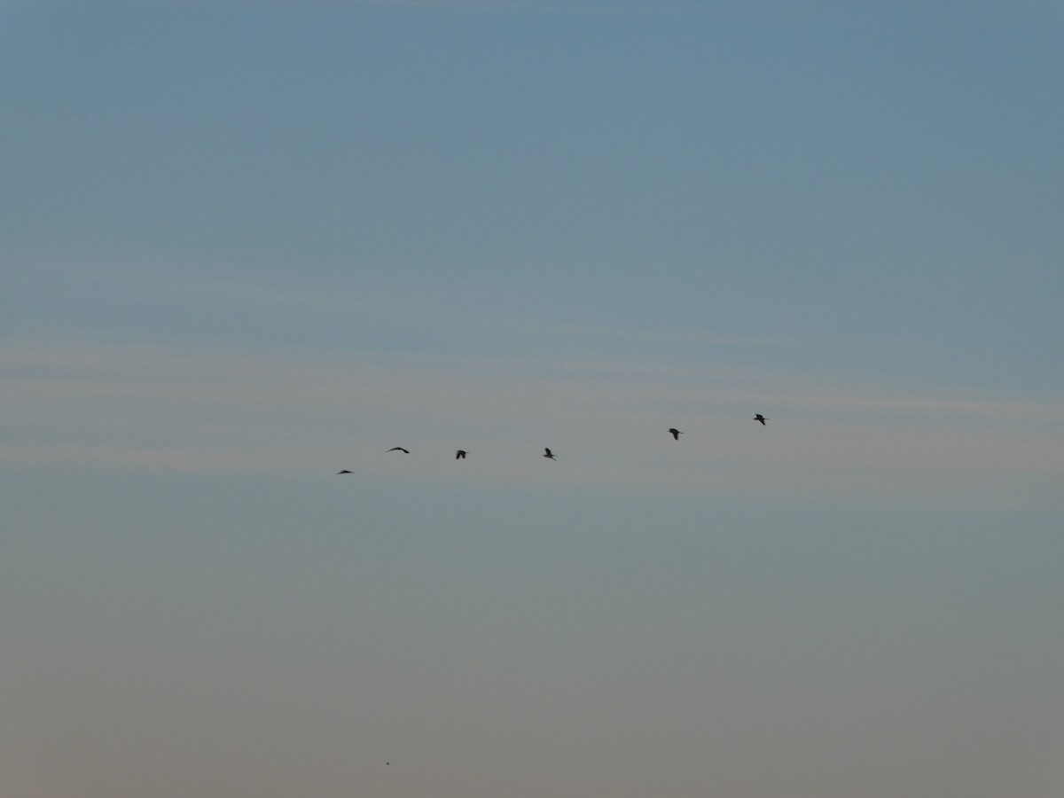 Great Blue Heron - ML646630219