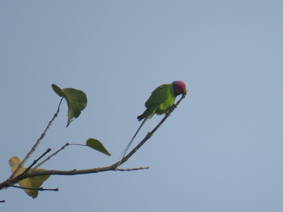 Perruche à tête prune - ML646630220