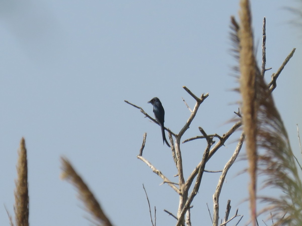 svartdrongo - ML646630224
