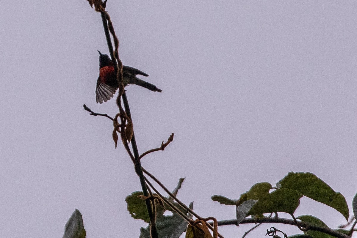 Траурная нектарница - ML646630225