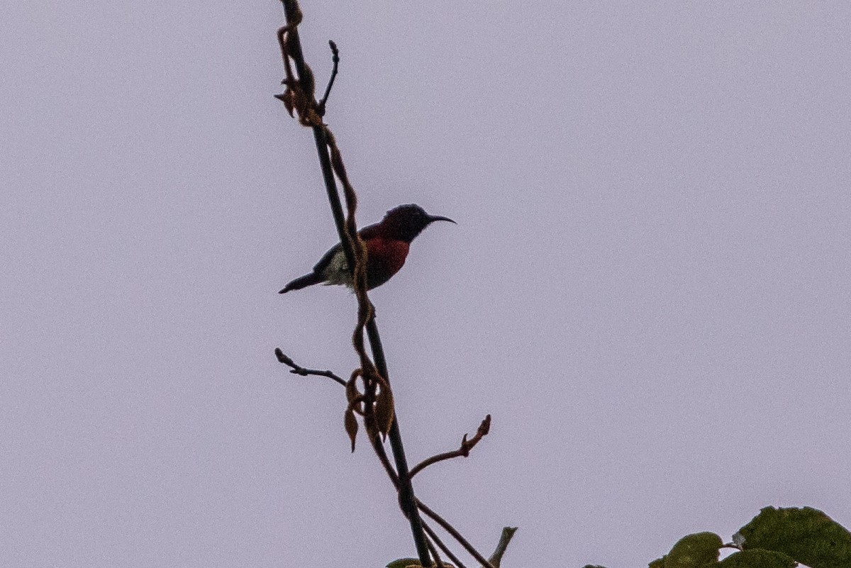 Траурная нектарница - ML646630226