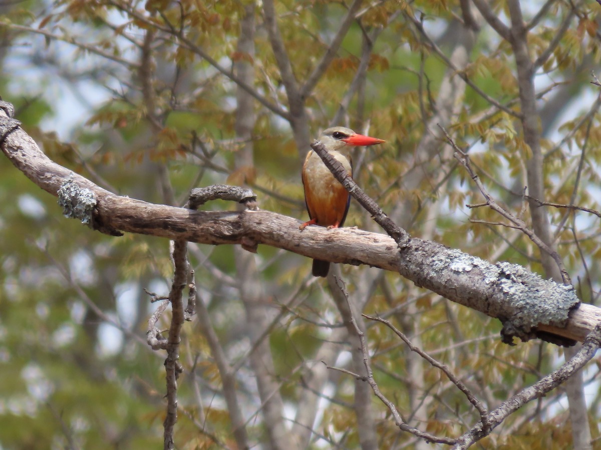 Alción Cabeciblanco - ML646630229