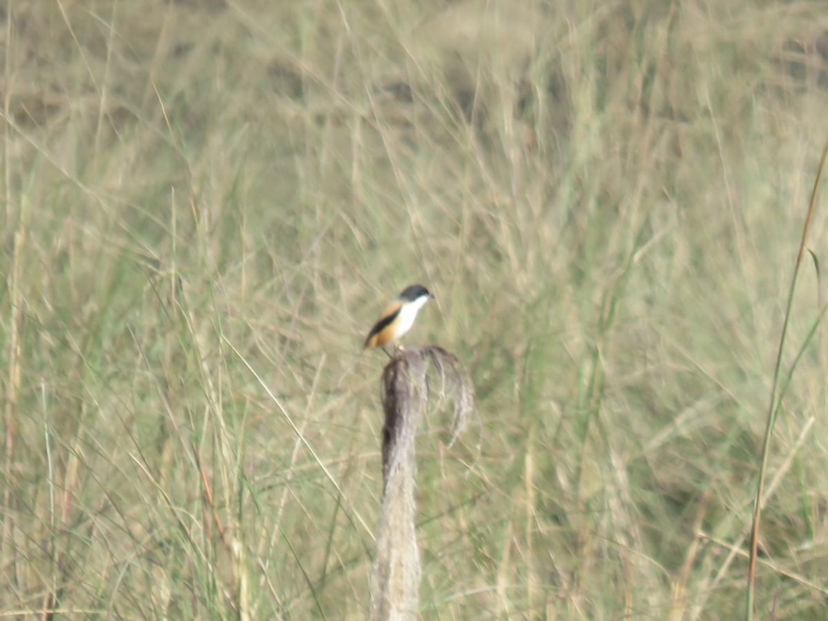 rustvarsler - ML646630230