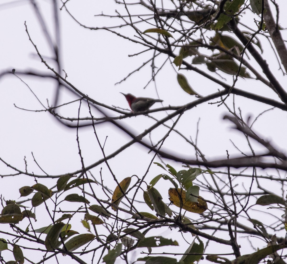 strdimil karmínovoprsý - ML646630244