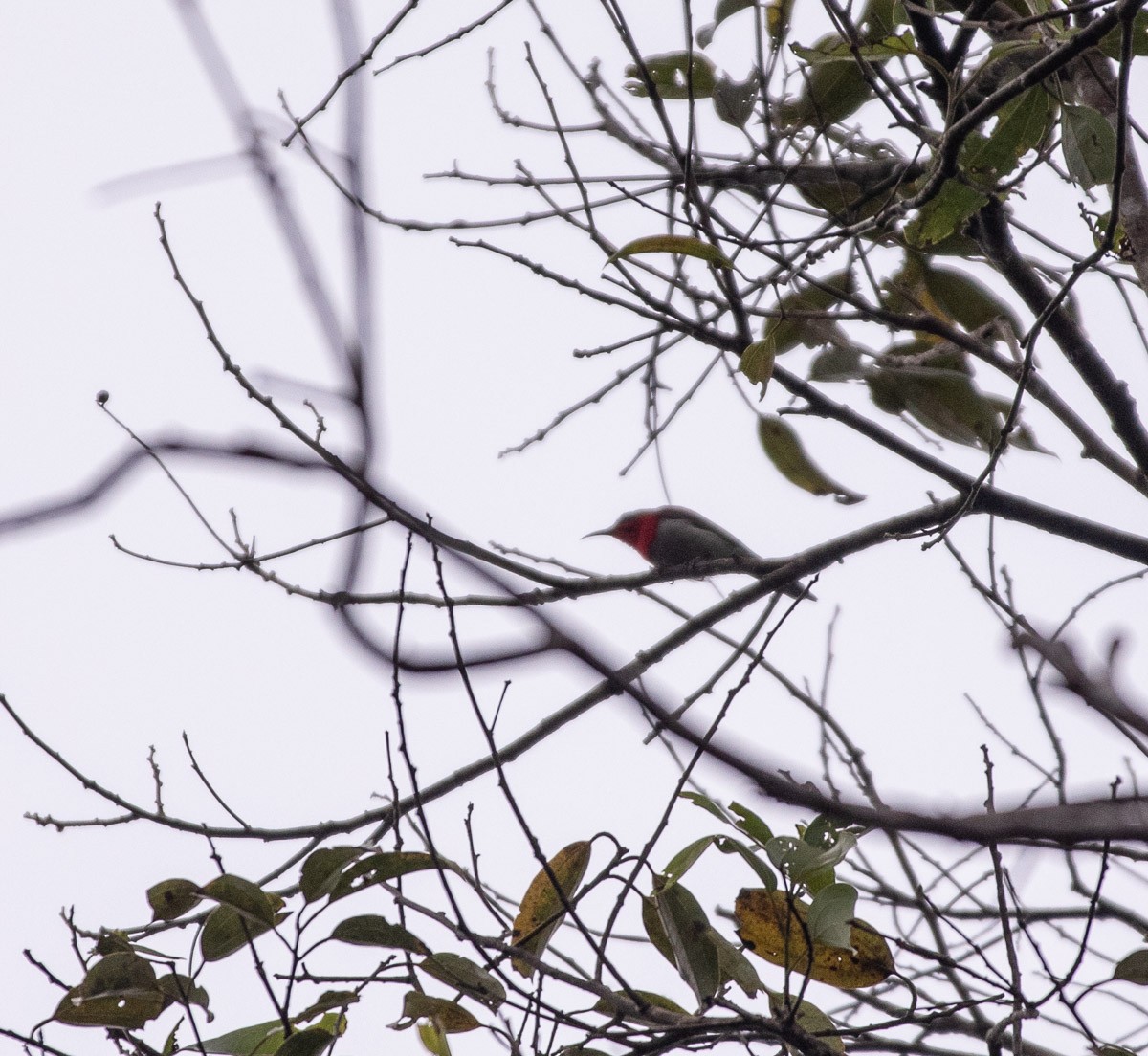 strdimil karmínovoprsý - ML646630245