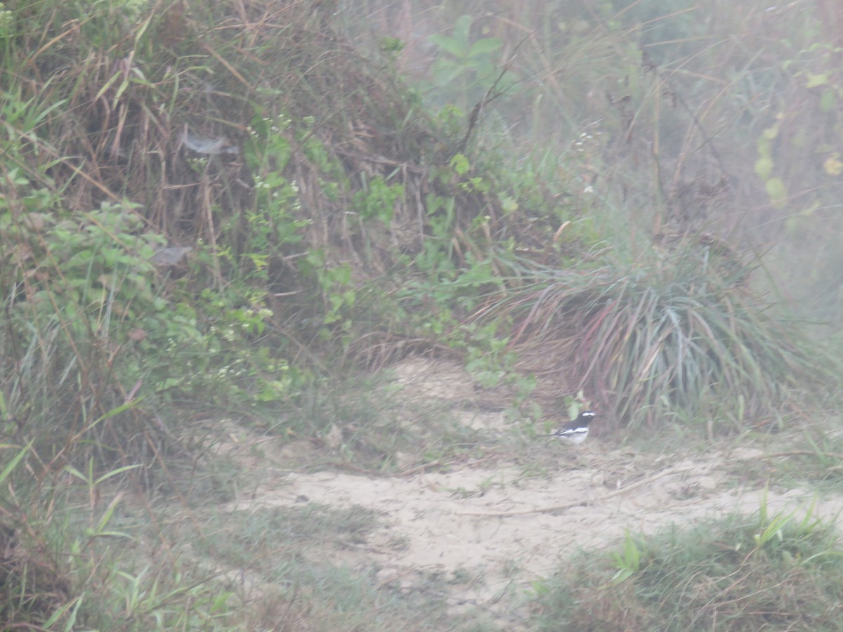 skjæreerle - ML646630246