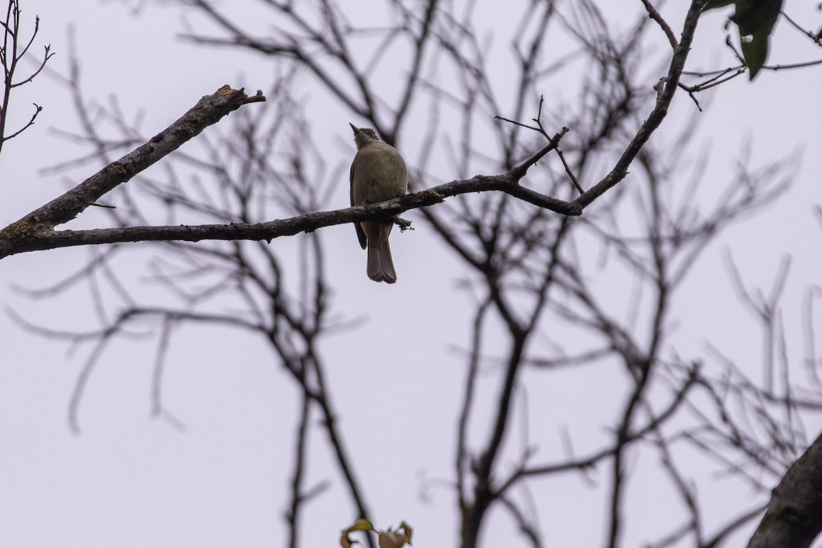 Grauaugenbülbül - ML646630247