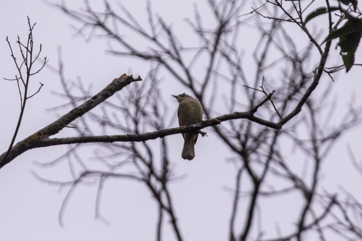 Grauaugenbülbül - ML646630248