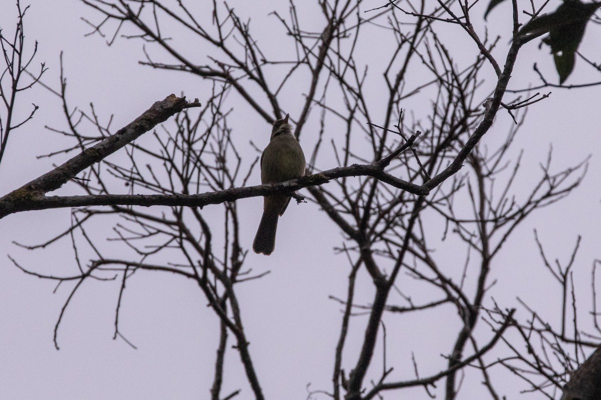 Grauaugenbülbül - ML646630249