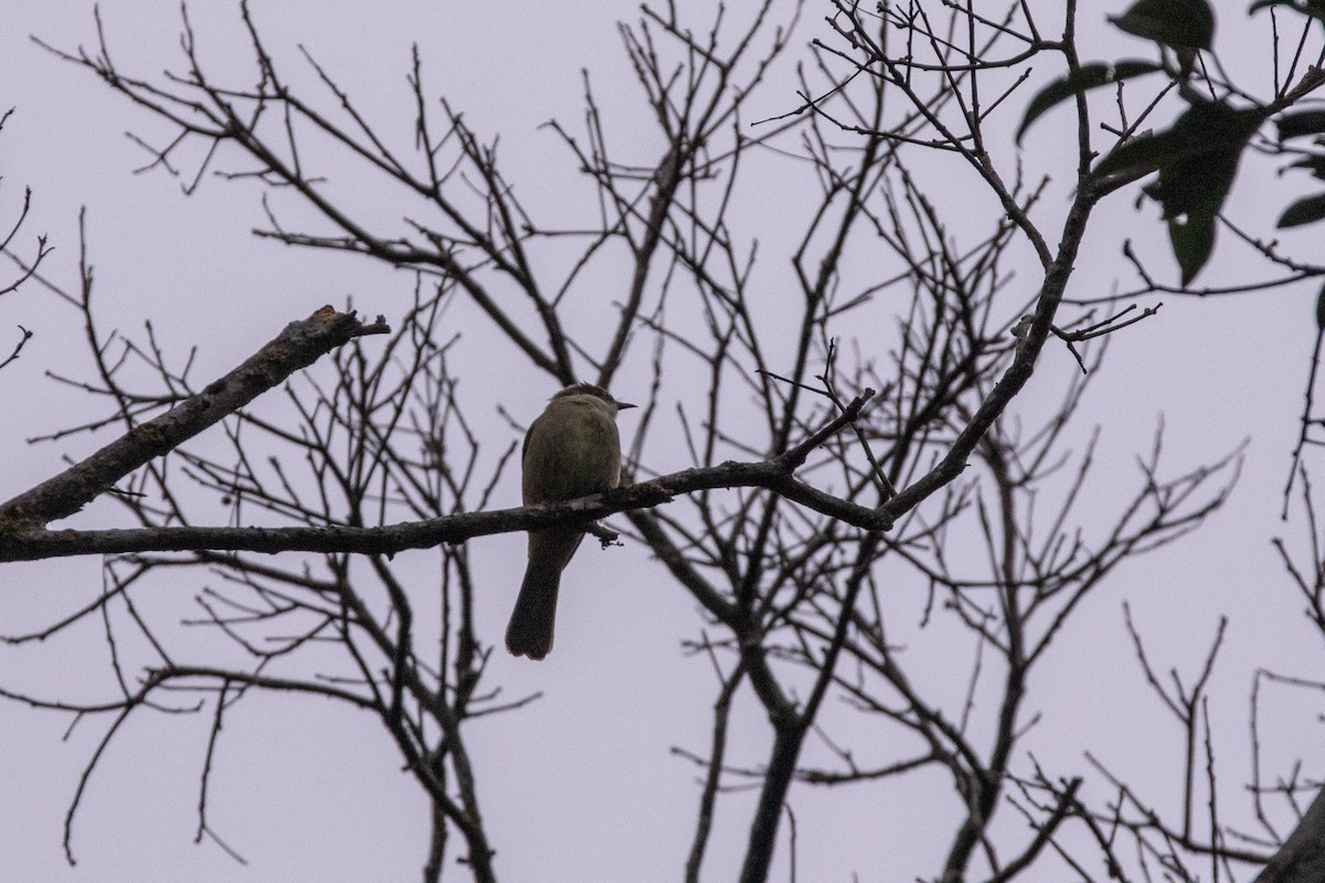 Grauaugenbülbül - ML646630250