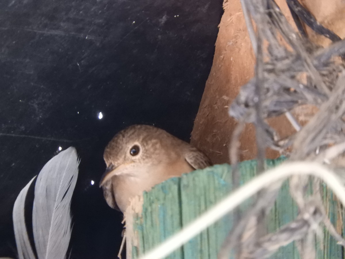 Southern House Wren - ML646630253