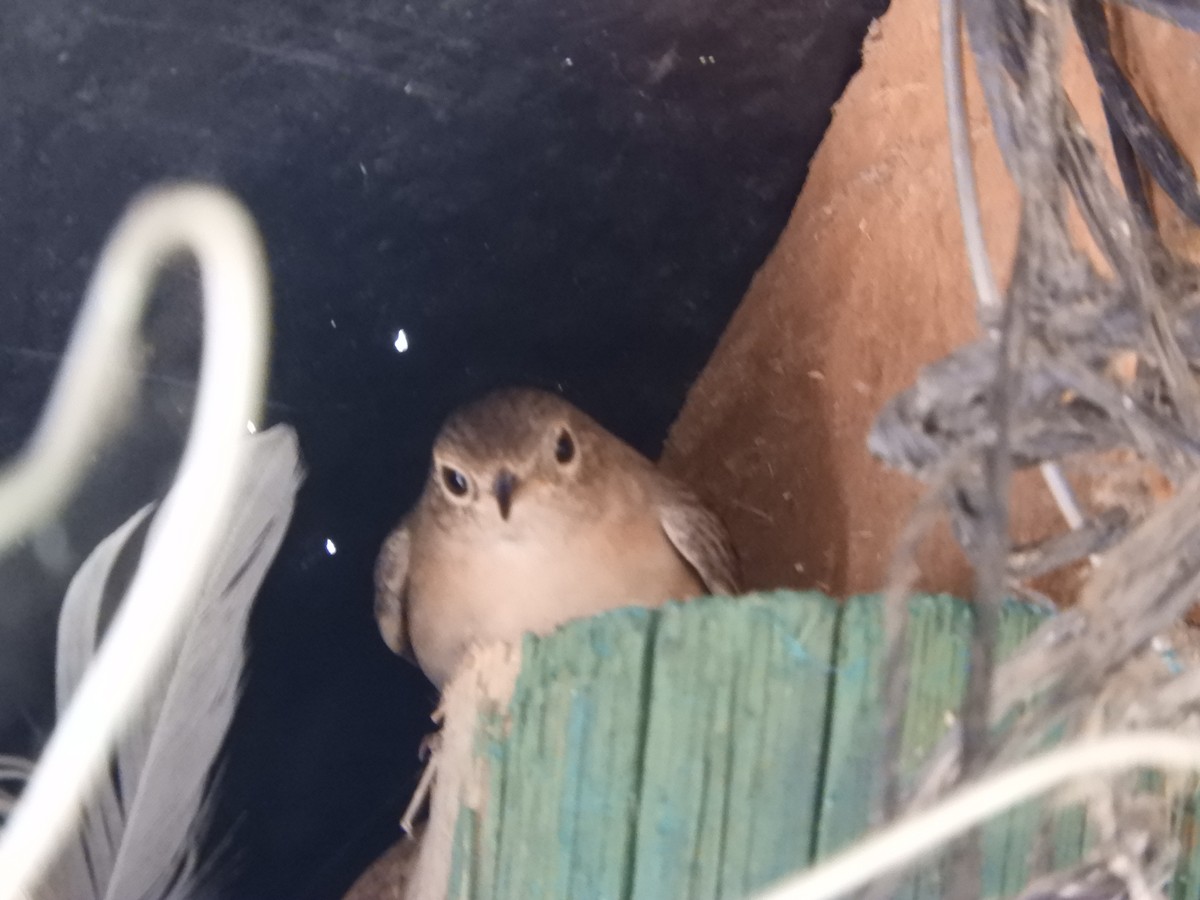 Southern House Wren - ML646630254