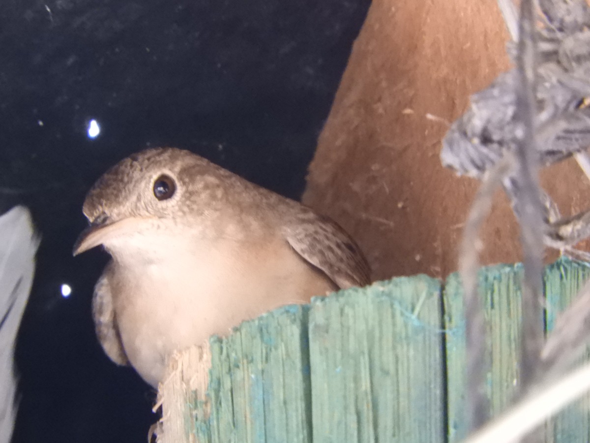 Southern House Wren - ML646630255