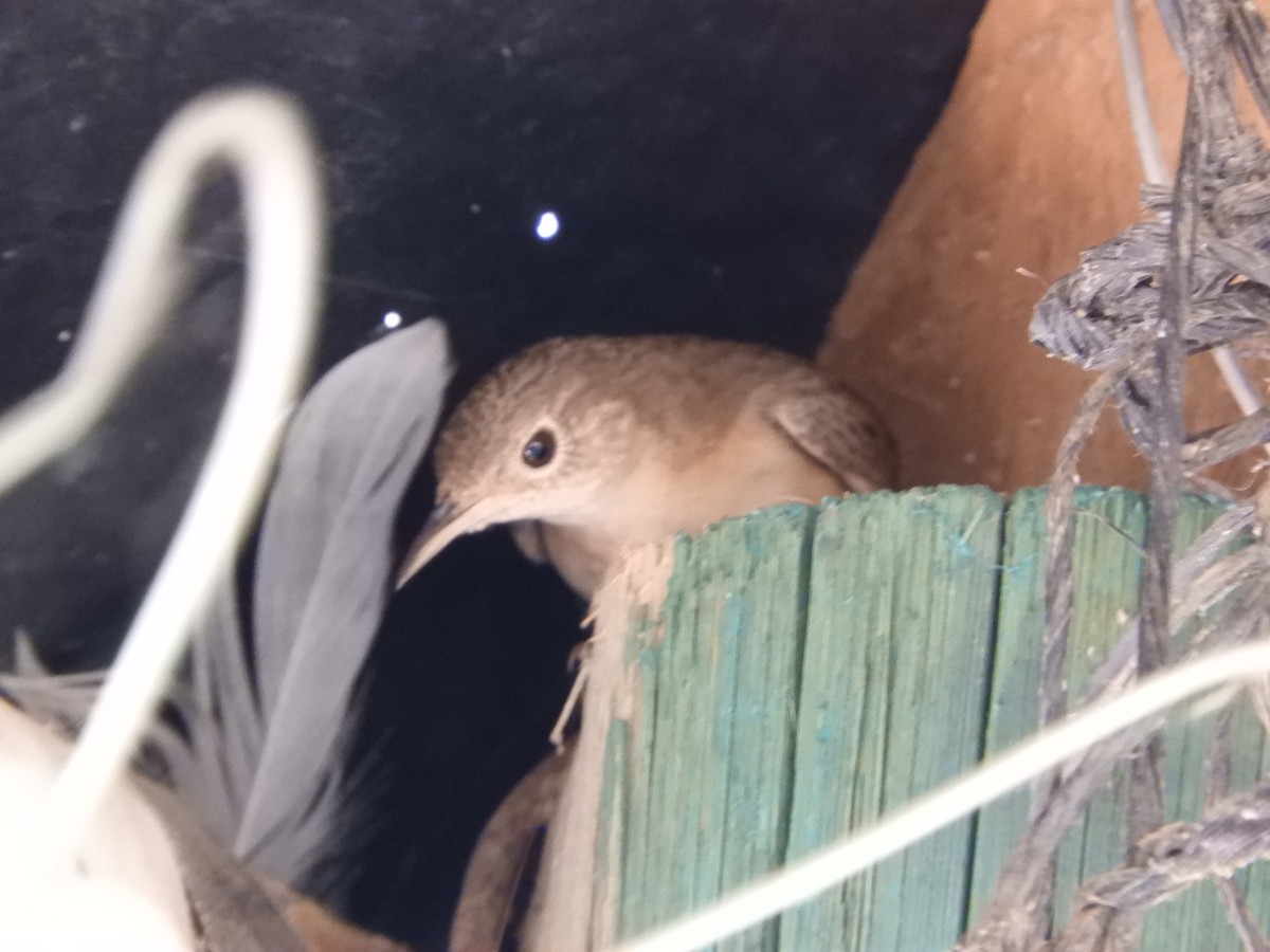 Southern House Wren - ML646630256