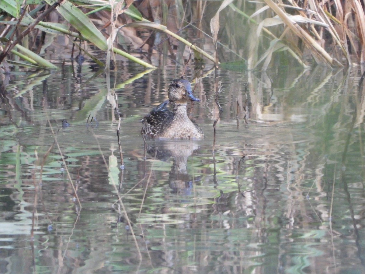 Çamurcun - ML646630257