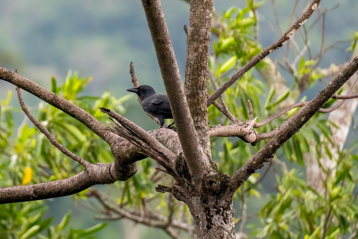 Palawan Crow - ML646630262