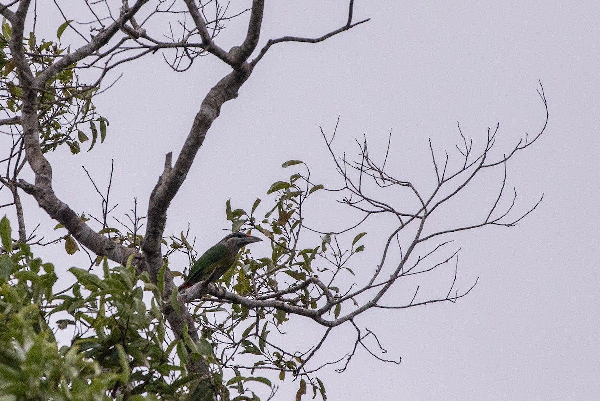 Rotsteiß-Bartvogel - ML646630263