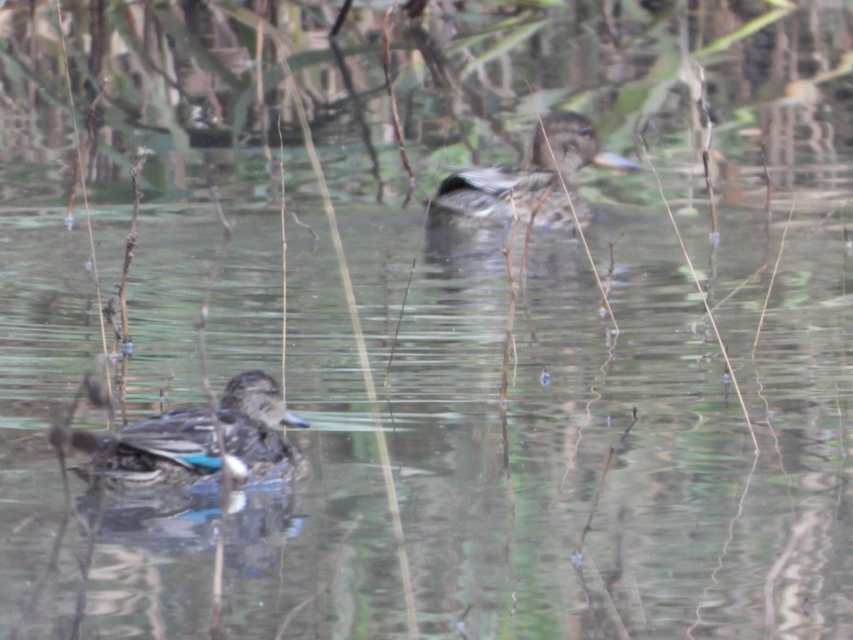 Çamurcun - ML646630265