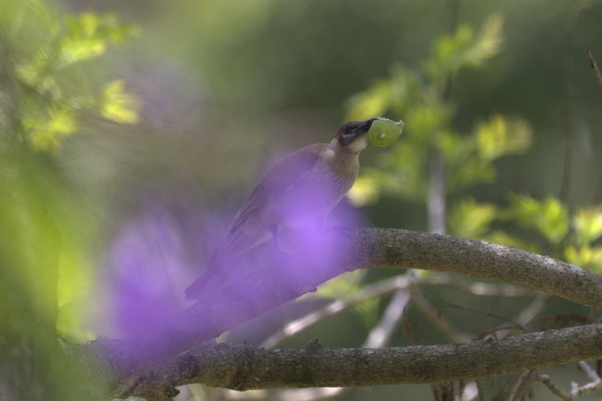 Little Friarbird - ML646630266