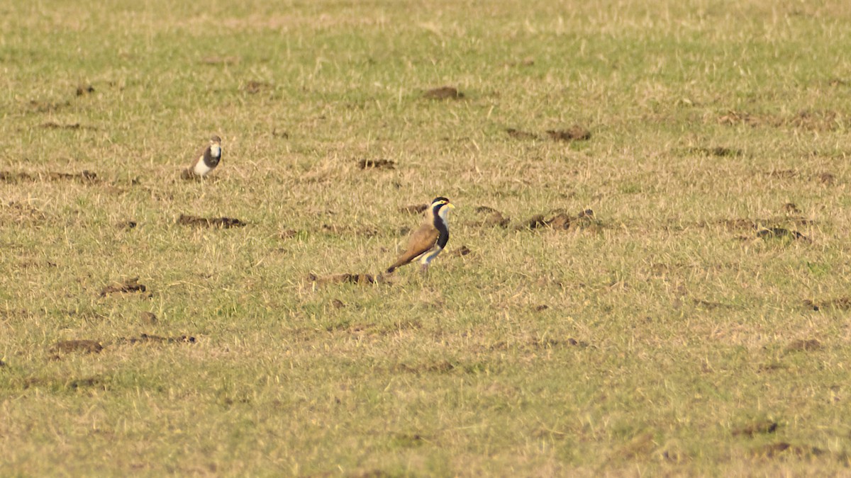 Alaca Kızkuşu - ML646630269