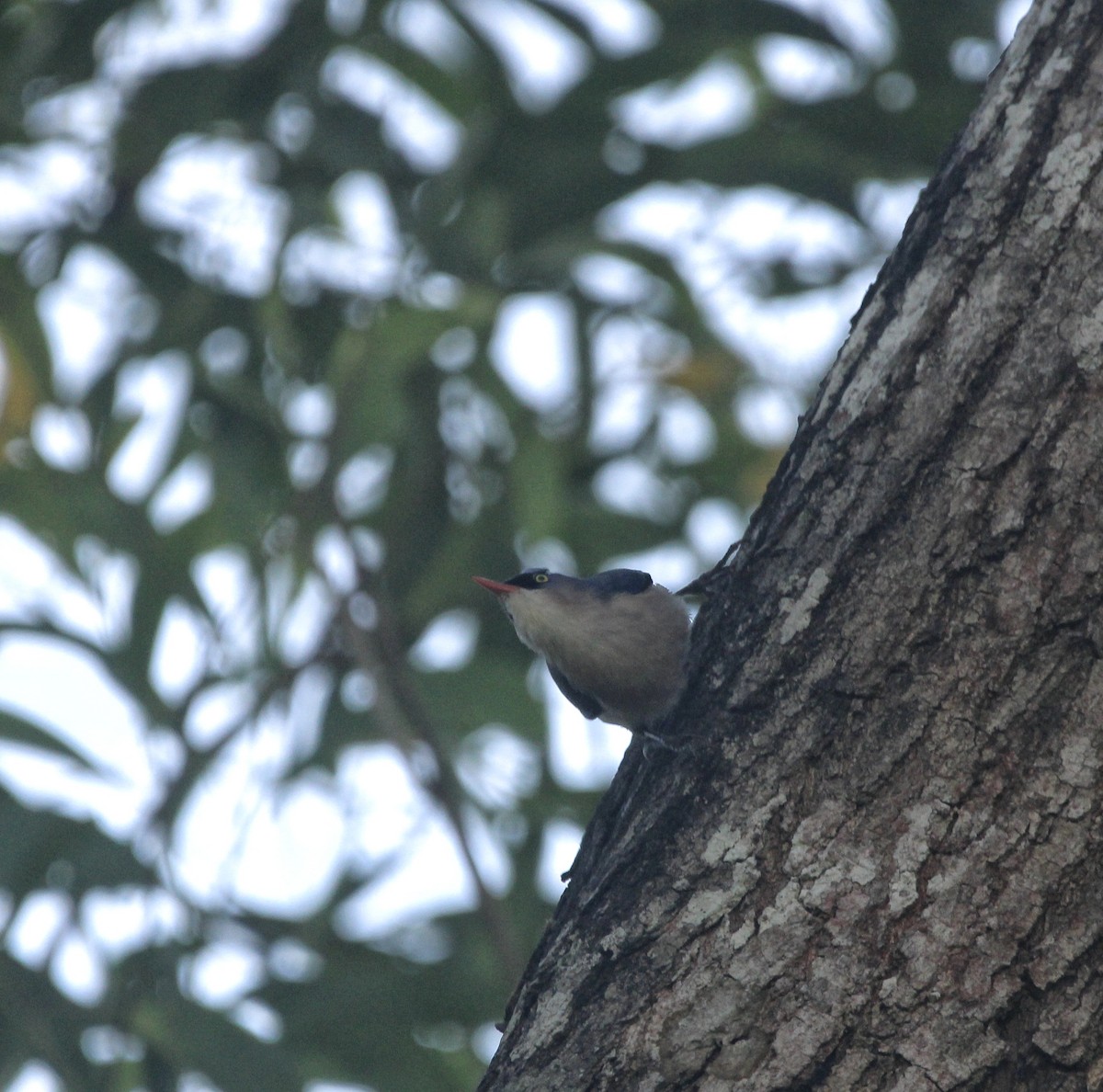 Velvet-fronted Nuthatch - ML646630270