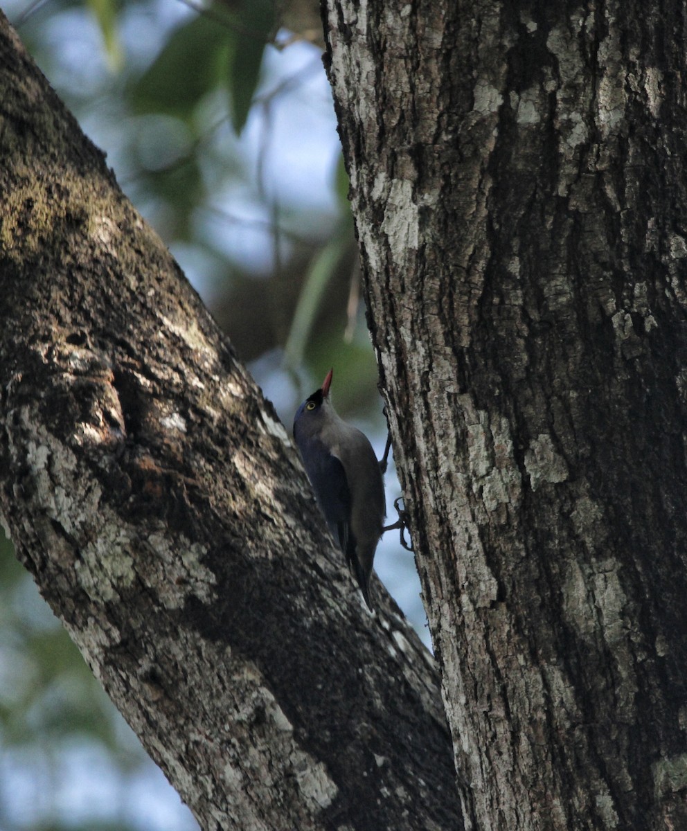 Velvet-fronted Nuthatch - ML646630271