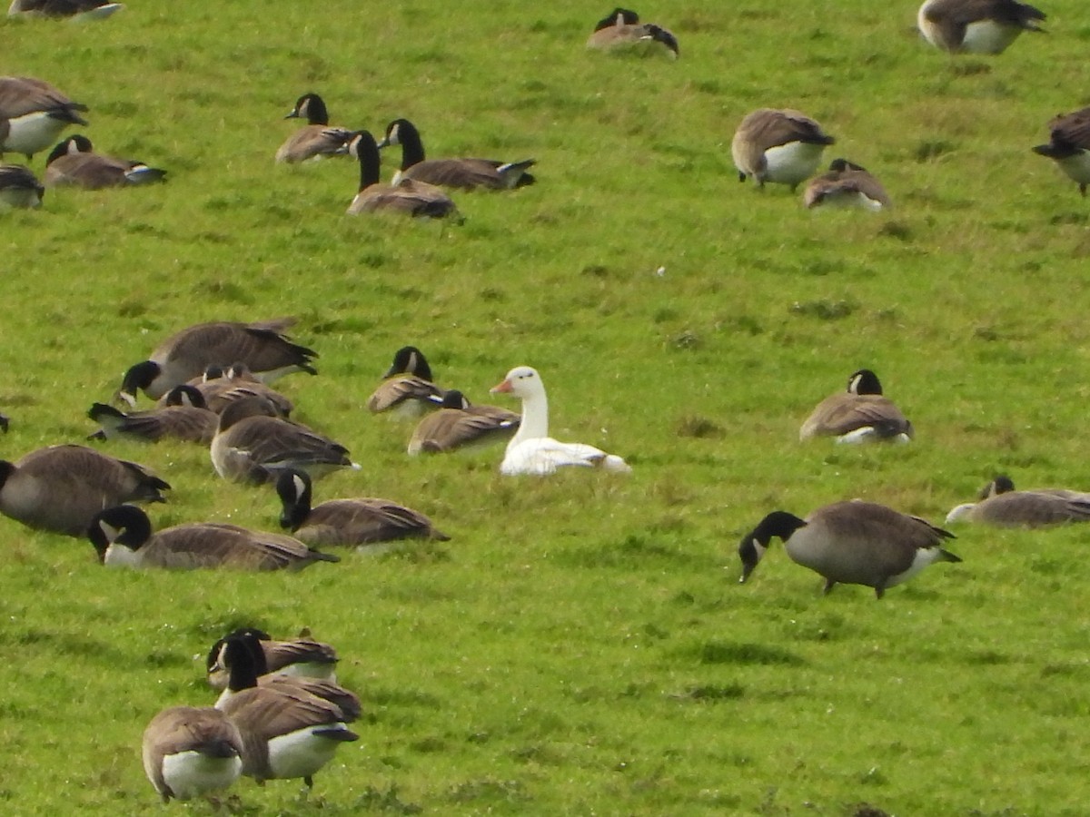 Ánsar/Barnacla sp. - ML646630276