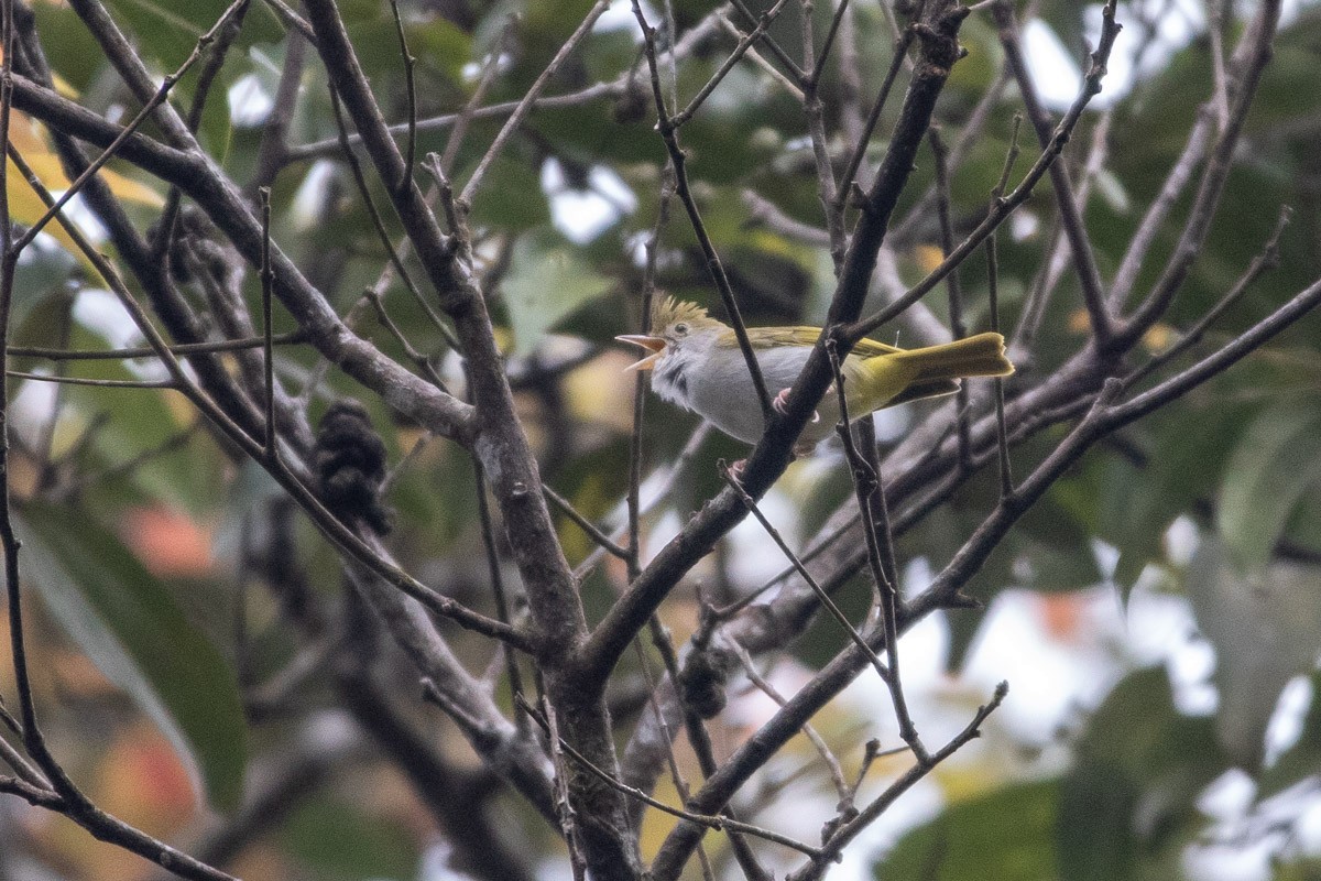 Haubenvireo - ML646630281